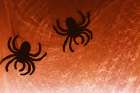 Spider on web Art Print